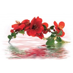 Wallpapers mural branch red color with water reflection
