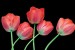Wallpapers mural tulips on a black background