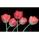 Wallpapers mural tulips on a black background Wallpapers mural tulips on a black background