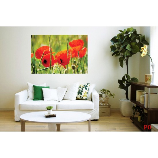 Wallpapers mural red poppy 3 Wallpapers mural red poppy 3