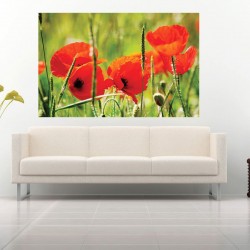 Wallpapers mural red poppy 3