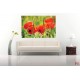 Wallpapers mural red poppy 3 Wallpapers mural red poppy 3