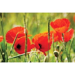 Wallpapers mural red poppy 3