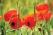Wallpapers mural red poppy 3