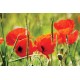 Wallpapers mural red poppy 3 Wallpapers mural red poppy 3