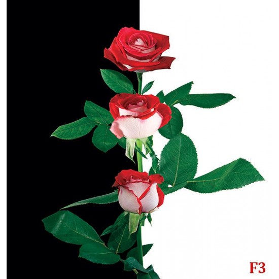 Wallpapers composition in black and white with red roses Wallpapers composition in black and white with red roses