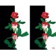 Wallpapers composition in black and white with red roses Wallpapers composition in black and white with red roses