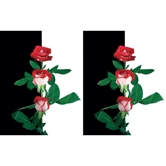 Wallpapers composition in black and white with red roses Wallpapers composition in black and white with red roses