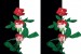 Wallpapers composition in black and white with red roses