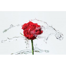 Wallpapers red rose with water splashes