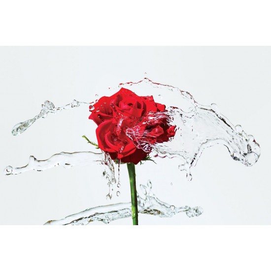 Wallpapers red rose with water splashes