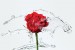 Wallpapers red rose with water splashes