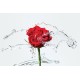 Wallpapers red rose with water splashes