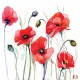 Wallpapers mural painted poppies Wallpapers mural painted poppies
