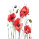 Wallpapers mural painted poppies Wallpapers mural painted poppies