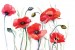 Wallpapers mural painted poppies
