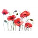 Wallpapers mural painted poppies Wallpapers mural painted poppies