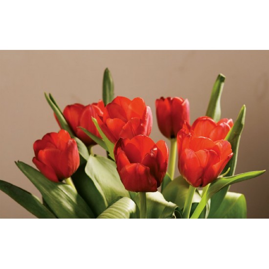 Wallpapers mural red tulips on beige background Wallpapers mural red tulips on beige background