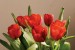 Wallpapers mural red tulips on beige background