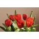 Wallpapers mural red tulips on beige background Wallpapers mural red tulips on beige background
