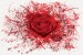 Wall  mural red rose art