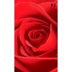 Photo mural rose background in red 
