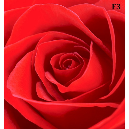 Photo mural rose background in red 