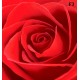 Photo mural rose background in red 