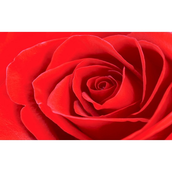Photo mural rose background in red 