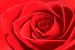 Photo mural rose background in red 