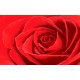 Photo mural rose background in red 