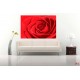 Photo mural rose background in red 