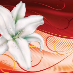 Wallpapers mural liliy in red and orange