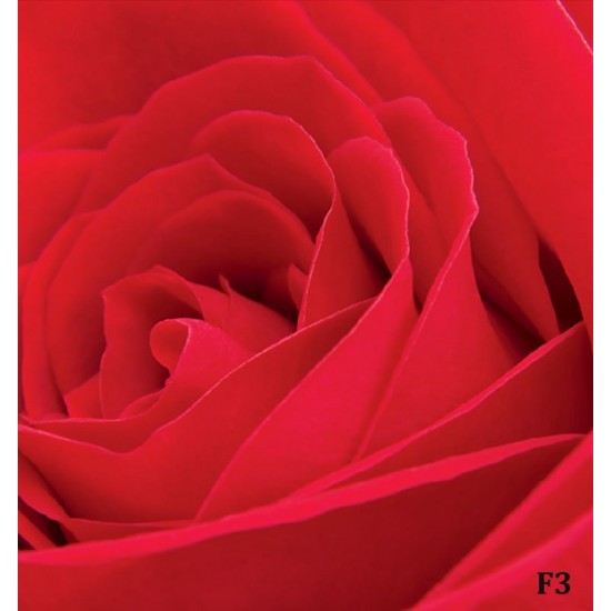 Wallpapers mural big red rose 2 Wallpapers mural big red rose 2