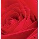 Wallpapers mural big red rose 2 Wallpapers mural big red rose 2