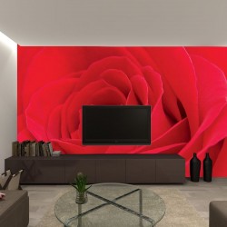 Wallpapers mural big red rose 2