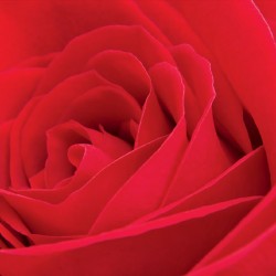 Wallpapers mural big red rose 2
