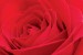 Wallpapers mural big red rose 2
