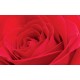 Wallpapers mural big red rose 2 Wallpapers mural big red rose 2