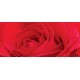 Wallpapers mural big red rose 2 Wallpapers mural big red rose 2