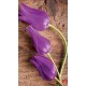 Photo mural purple tulips on a wooden based Photo mural purple tulips on a wooden based