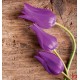 Photo mural purple tulips on a wooden based Photo mural purple tulips on a wooden based