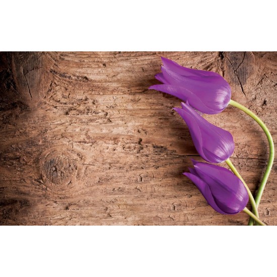 Photo mural purple tulips on a wooden based Photo mural purple tulips on a wooden based
