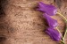 Photo mural purple tulips on a wooden based