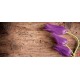 Photo mural purple tulips on a wooden based Photo mural purple tulips on a wooden based