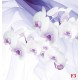 Photo mural orchids on a background of purple silk shade