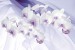 Photo mural orchids on a background of purple silk shade