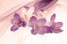 Photo mural light flowers on a background of purple silk shade