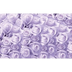 Photo murals a wall of purple roses Photo murals a wall of purple roses