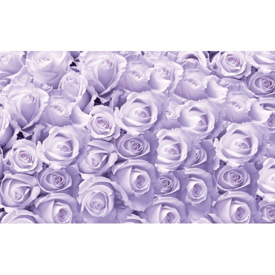Photo murals a wall of purple roses